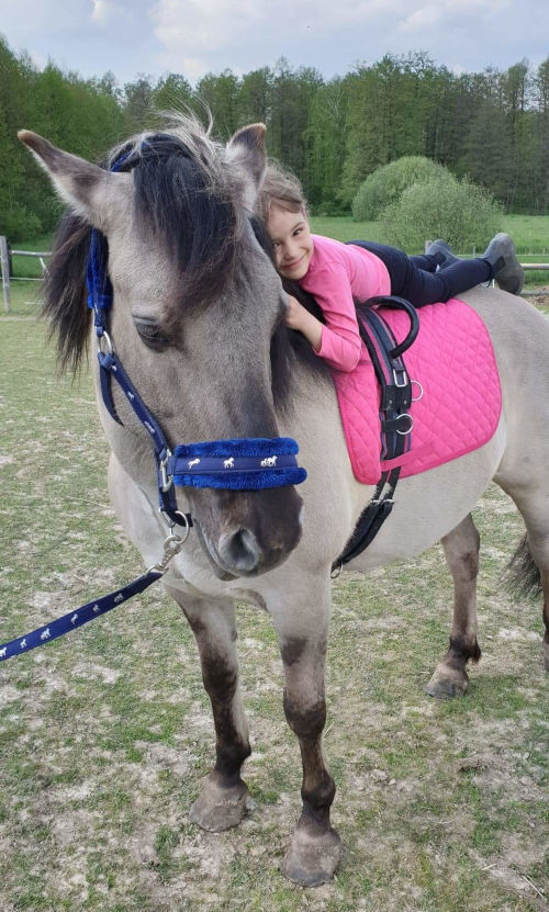 Koń rasy Konik z dziewczynką